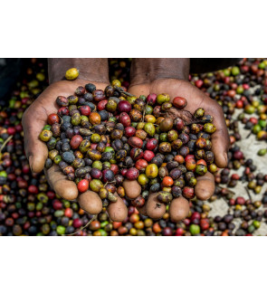 African Blend